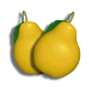 When is pear season?